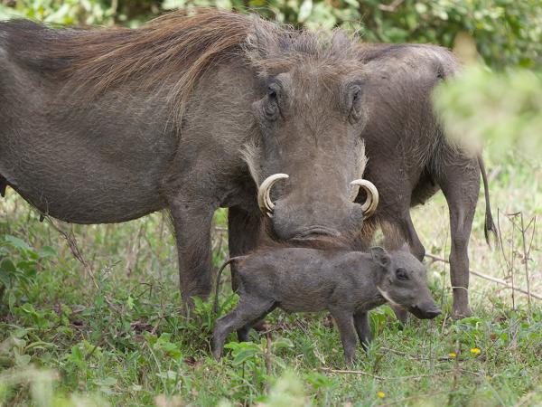 <h3><a href="/trips/tanzania/biota/animalia/chordata/mammalia/artiodactyla/suidae/phacochoerus africanus/phacochoerus africanus-nl.html">Phacochoerus&nbsp;africanus</a> / Common&nbsp;wart‑hog / Knobbelzwijn</h3>OM-1 Mark II met OLYMPUS M.150-400mm F4.5, 1/2000 sec  bij F4.5, ISO 1250, afstand 16.4&nbsp;m